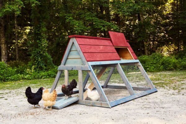 How To Improve Your Chicken Coop and Make Your Life Easier?